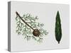 Mediterranean Cypress (Cupressus Sempervirens), Cupressaceae, Tree, Leaves and Fruit-null-Stretched Canvas