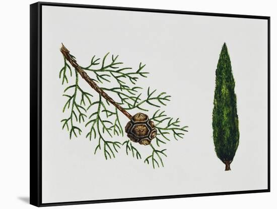 Mediterranean Cypress (Cupressus Sempervirens), Cupressaceae, Tree, Leaves and Fruit-null-Framed Stretched Canvas