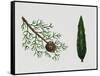 Mediterranean Cypress (Cupressus Sempervirens), Cupressaceae, Tree, Leaves and Fruit-null-Framed Stretched Canvas