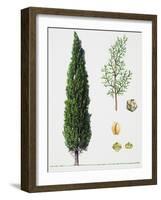 Mediterranean Cypress (Cupressus Sempervirens), Cupressaceae, Tree, Leaves and Fruit-null-Framed Giclee Print