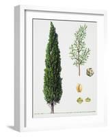 Mediterranean Cypress (Cupressus Sempervirens), Cupressaceae, Tree, Leaves and Fruit-null-Framed Giclee Print