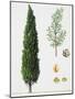 Mediterranean Cypress (Cupressus Sempervirens), Cupressaceae, Tree, Leaves and Fruit-null-Mounted Giclee Print