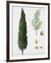 Mediterranean Cypress (Cupressus Sempervirens), Cupressaceae, Tree, Leaves and Fruit-null-Framed Giclee Print