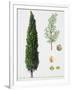 Mediterranean Cypress (Cupressus Sempervirens), Cupressaceae, Tree, Leaves and Fruit-null-Framed Giclee Print