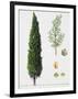 Mediterranean Cypress (Cupressus Sempervirens), Cupressaceae, Tree, Leaves and Fruit-null-Framed Giclee Print