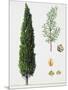 Mediterranean Cypress (Cupressus Sempervirens), Cupressaceae, Tree, Leaves and Fruit-null-Mounted Giclee Print