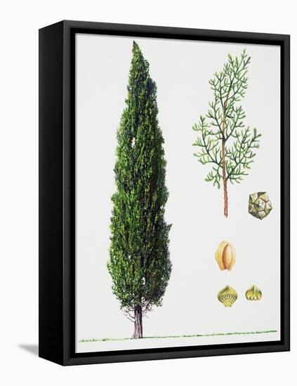 Mediterranean Cypress (Cupressus Sempervirens), Cupressaceae, Tree, Leaves and Fruit-null-Framed Stretched Canvas