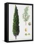 Mediterranean Cypress (Cupressus Sempervirens), Cupressaceae, Tree, Leaves and Fruit-null-Framed Stretched Canvas