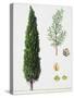 Mediterranean Cypress (Cupressus Sempervirens), Cupressaceae, Tree, Leaves and Fruit-null-Stretched Canvas