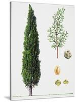 Mediterranean Cypress (Cupressus Sempervirens), Cupressaceae, Tree, Leaves and Fruit-null-Stretched Canvas