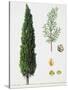 Mediterranean Cypress (Cupressus Sempervirens), Cupressaceae, Tree, Leaves and Fruit-null-Stretched Canvas