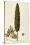 Mediterranean Cypress (Cupressus Sempervirens)-null-Stretched Canvas