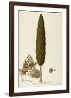 Mediterranean Cypress (Cupressus Sempervirens)-null-Framed Giclee Print