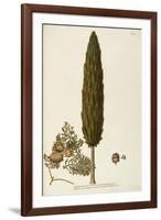 Mediterranean Cypress (Cupressus Sempervirens)-null-Framed Giclee Print