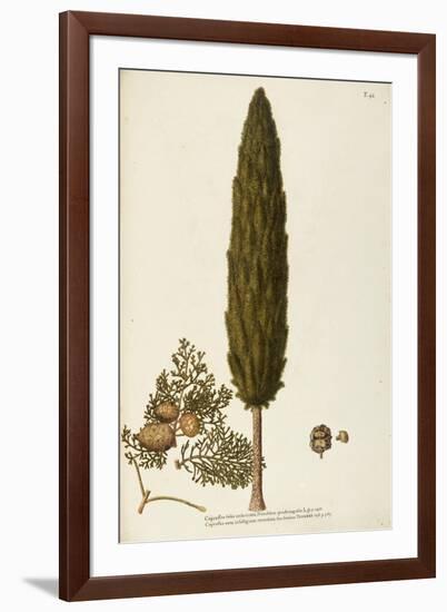 Mediterranean Cypress (Cupressus Sempervirens)-null-Framed Giclee Print