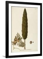 Mediterranean Cypress (Cupressus Sempervirens)-null-Framed Giclee Print