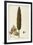 Mediterranean Cypress (Cupressus Sempervirens)-null-Framed Giclee Print