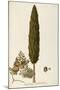 Mediterranean Cypress (Cupressus Sempervirens)-null-Mounted Giclee Print