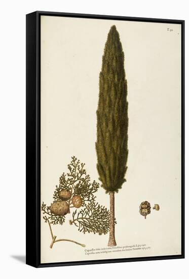 Mediterranean Cypress (Cupressus Sempervirens)-null-Framed Stretched Canvas