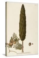 Mediterranean Cypress (Cupressus Sempervirens)-null-Stretched Canvas