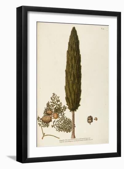 Mediterranean Cypress (Cupressus Sempervirens)-null-Framed Giclee Print