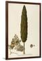 Mediterranean Cypress (Cupressus Sempervirens)-null-Framed Giclee Print