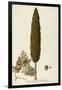 Mediterranean Cypress (Cupressus Sempervirens)-null-Framed Giclee Print