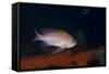 Mediterranean Fairy Basslet (Anthias Anthias) on Artificial Reef, Monaco, Mediterranean Sea-Banfi-Framed Stretched Canvas