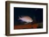 Mediterranean Fairy Basslet (Anthias Anthias) on Artificial Reef, Monaco, Mediterranean Sea-Banfi-Framed Photographic Print