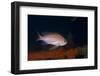 Mediterranean Fairy Basslet (Anthias Anthias) on Artificial Reef, Monaco, Mediterranean Sea-Banfi-Framed Photographic Print