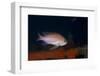 Mediterranean Fairy Basslet (Anthias Anthias) on Artificial Reef, Monaco, Mediterranean Sea-Banfi-Framed Photographic Print