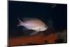 Mediterranean Fairy Basslet (Anthias Anthias) on Artificial Reef, Monaco, Mediterranean Sea-Banfi-Mounted Photographic Print