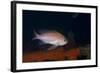 Mediterranean Fairy Basslet (Anthias Anthias) on Artificial Reef, Monaco, Mediterranean Sea-Banfi-Framed Photographic Print