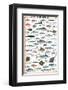 Mediterranean Fish-null-Framed Premium Giclee Print