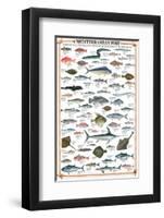 Mediterranean Fish-null-Framed Premium Giclee Print