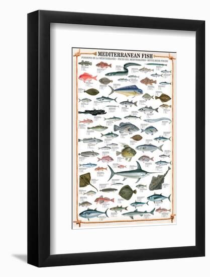 Mediterranean Fish-null-Framed Premium Giclee Print