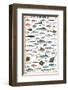 Mediterranean Fish-null-Framed Premium Giclee Print