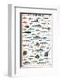 Mediterranean Fish-null-Framed Premium Giclee Print