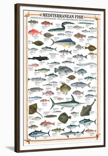 Mediterranean Fish-null-Framed Premium Giclee Print