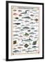 Mediterranean Fish-null-Framed Premium Giclee Print