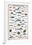 Mediterranean Fish-null-Framed Premium Giclee Print