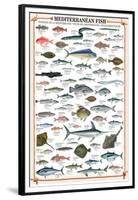 Mediterranean Fish-null-Framed Premium Giclee Print