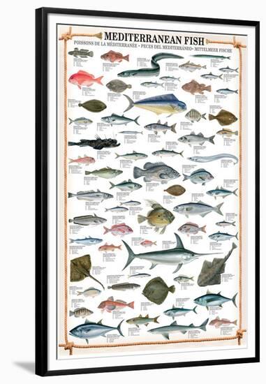 Mediterranean Fish-null-Framed Premium Giclee Print