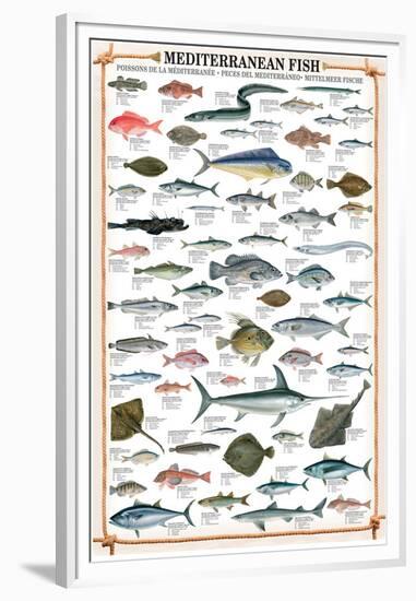 Mediterranean Fish-null-Framed Premium Giclee Print