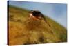 Mediterranean Fruit Fly-null-Stretched Canvas