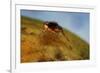 Mediterranean Fruit Fly-null-Framed Photographic Print