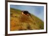 Mediterranean Fruit Fly-null-Framed Photographic Print