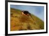 Mediterranean Fruit Fly-null-Framed Photographic Print