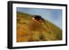 Mediterranean Fruit Fly-null-Framed Photographic Print