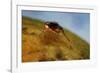 Mediterranean Fruit Fly-null-Framed Photographic Print